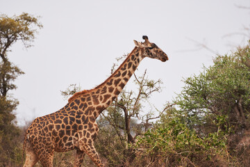 Beautiful profile portrait of a Giraffe among bushes in the African savannah of the Masai Mara National Reserve, in Kenya, Africa