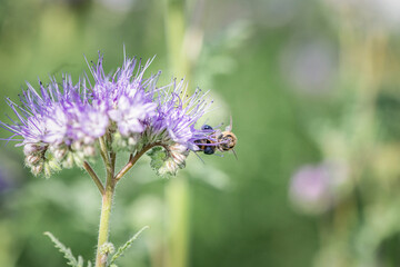 Anthophila bee collects nectar from blooming flowers in a summer field.