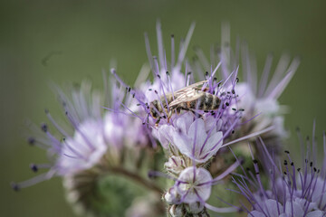 Anthophila bee collects nectar from blooming flowers in a summer field.