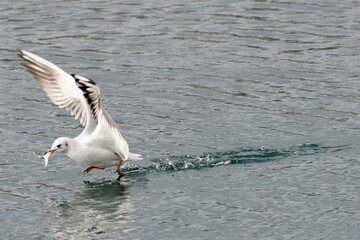 seagull on the sea