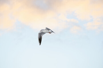 seagull in the sky