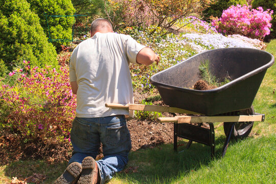 Landscaper with wheelbarrow weeding a flower garden