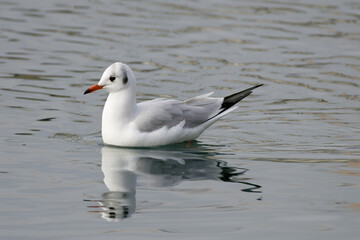 black headed gull