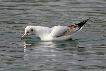 seagull on water