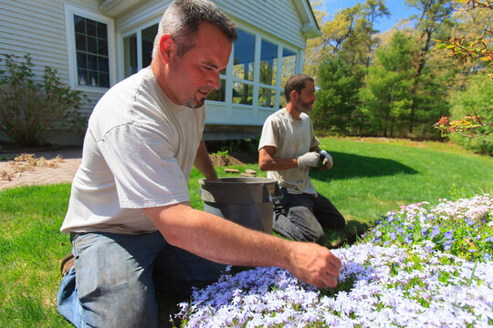 Landscapers weeding a flower garden at a home