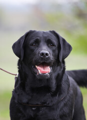 Labrador retriever in green park