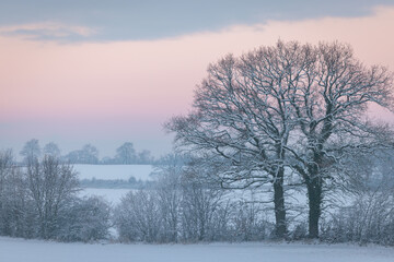 Fototapeta na wymiar Pink and blue sunset over snowy field with line of bald trees in winter, Schleswig-Holstein, Northern Germany