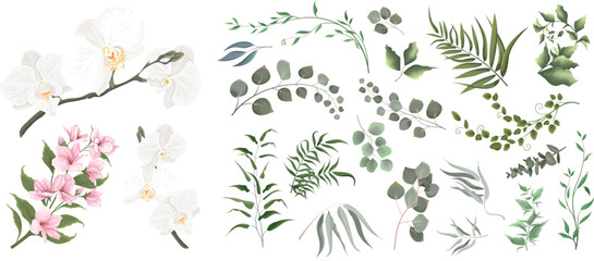 A large collection of herbs and plants. Green plants on a white background. White orchids, magnolia, pink flowers, eucalyptus and other leaves  © Alena