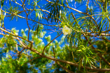 white flower on tree branch