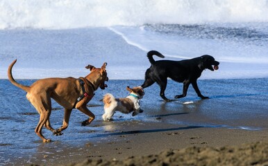 three dogs playing on the beach