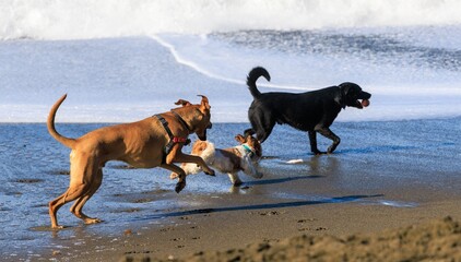 three dogs on the beach
