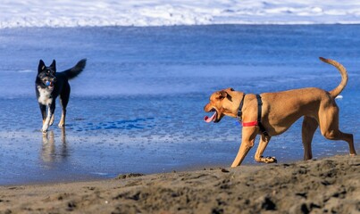 two dogs playing on beach 