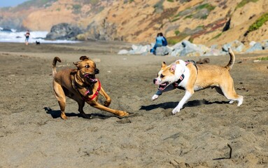 two dogs running on the beach