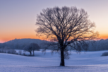Silhouette of bald tree on a field in snowy winterlandscape at  colorful sunrise, Schleswig-Holstein, Germany