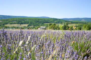 lavender field in Italy