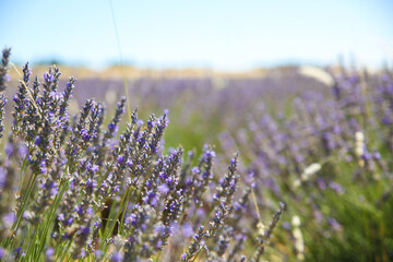 field of lavender in Provence France