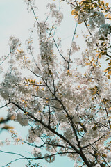 cherry tree in bloom