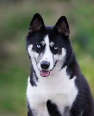 beautiful siberian husky in the park