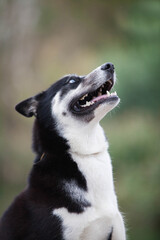 beautiful siberian husky in the park