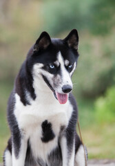 beautiful siberian husky in the park