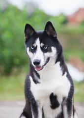 beautiful siberian husky in the park