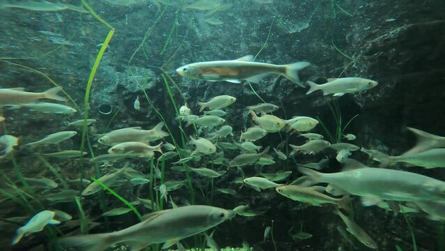 fish in aquarium