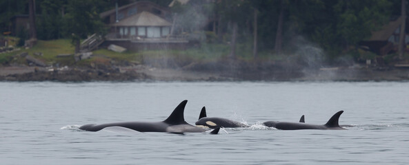 orcas 