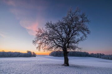 Bold oak quercus robur on snowy field at sunrise with colorful sky in winter, Schleswig-Holstein, Germany
