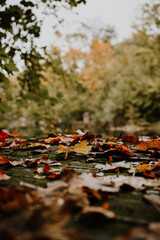 Balade dans la nature, entre les arbres, les champignons, les fleurs.