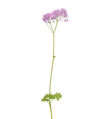 Pink flower of Siberian columbine meadow-rue plant isolated on white, Thalictrum aquilegiifolium
