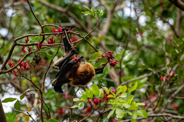 Mauritian fruit bat or flying fox, pteropus niger
