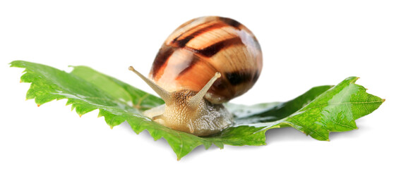 Natural small garden snail on the green leaves © BillionPhotos.com