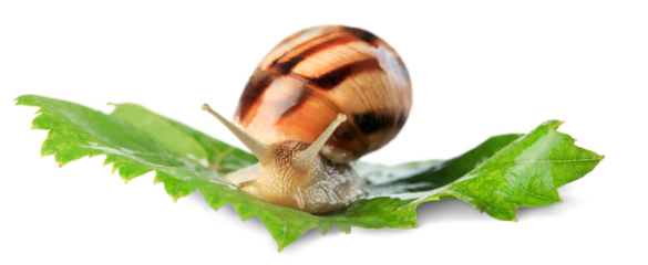 Natural small garden snail on the green leaves