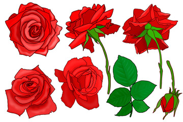 red roses isolated on transparent background.