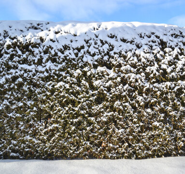 Front view of a snowy cedar hedge on a winter sunny day.
