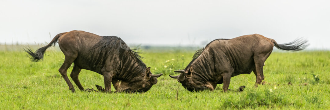 Panorama of two male blue wildebeest (Connochaetes taurinus) fighting, Cottar's 1920s Safari Camp, Maasai Mara National Reserve; Kenya