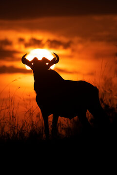 Silhouette of blue wildebeest (Connochaetes taurinus) against sunset sky, Cottar's 1920s Safari Camp, Maasai Mara National Reserve; Kenya