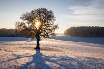 Bold tree on a field in winter with sunstar and impressvive shadow, Schleswig-Holstein, Germany