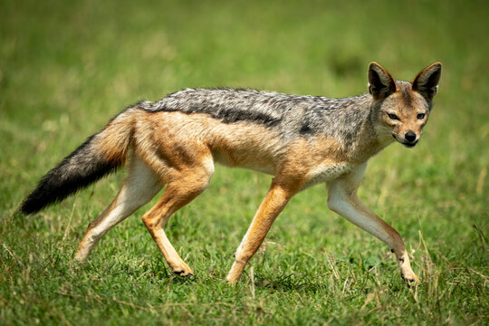 Black-backed jackal (Canis mesomelas) runs across grass eyeing camera, Cottar's 1920s Safari Camp, Maasai Mara National Reserve; Kenya