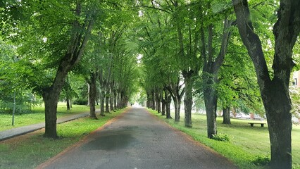 Fototapeta na wymiar Narrow asphalt road among the alley of green trees in summer