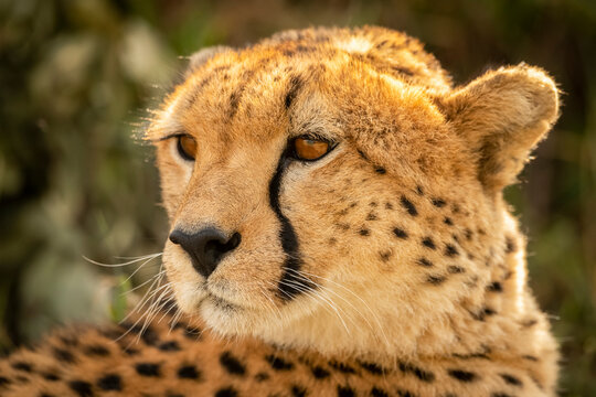 Close-up of female cheetah (Acinonyx jubatus) lying looking back, Cottar's 1920s Safari Camp, Maasai Mara National Reserve; Kenya