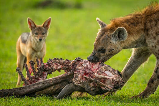 Close-up of jackal (Canis mesomelas) watching spotted hyena (Crocuta crocuta) feeding, Klein's Camp, Serengeti National Park; Tanzania