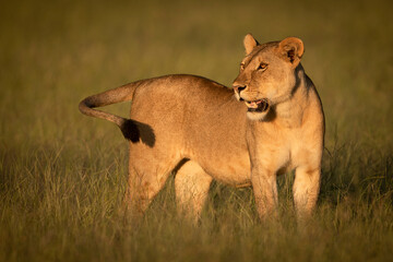 Lioness (Panthera leo) stands in grass in golden light, Grumeti Serengeti Tented Camp, Serengeti National Park; Tanzania
