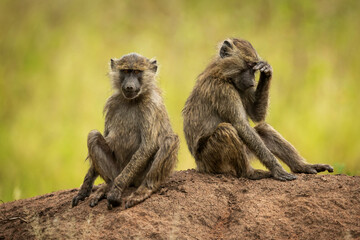 Two Olive baboons (Papio anubis) sit on earth bank, Grumeti Serengeti Tented Camp, Serengeti National Park; Tanzania