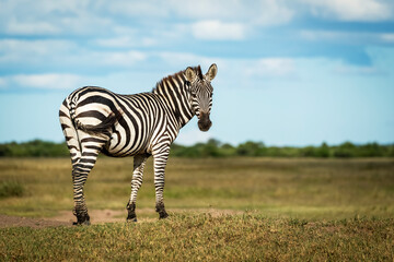 Plains zebra (Equus quagga) stands on bank looking round, Grumeti Serengeti Tented Camp, Serengeti National Park; Tanzania