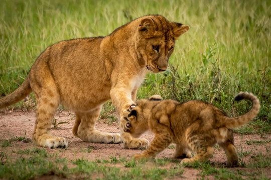 One lion cub (Panthera leo) slaps another with paw, Grumeti Serengeti Tented Camp, Serengeti National Park; Tanzania