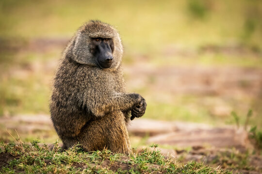 Olive baboon sits on grass clasping hands, Cottar's 1920s Safari Camp, Maasai Mara National Reserve; Kenya