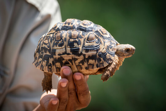 Man holds leopard tortoise (Stigmochelys pardalis) up in sunlight, Grumeti Serengeti Tented Camp, Serengeti National Park; Tanzania
