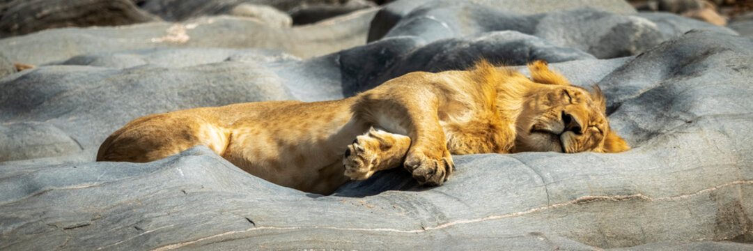 Panorama of young male lion (Panthera leo) lying asleep, Cottar's 1920s Safari Camp, Maasai Mara National Reserve; Kenya