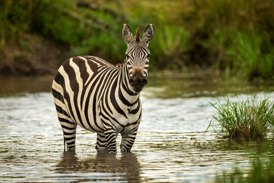 Plains zebra (Equus quagga) stands in pool eyeing camera, Cottar's 1920s Safari Camp, Maasai Mara National Reserve; Kenya